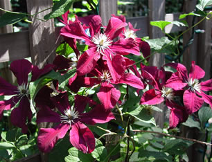 Clematis hybrida ‘Niobe’